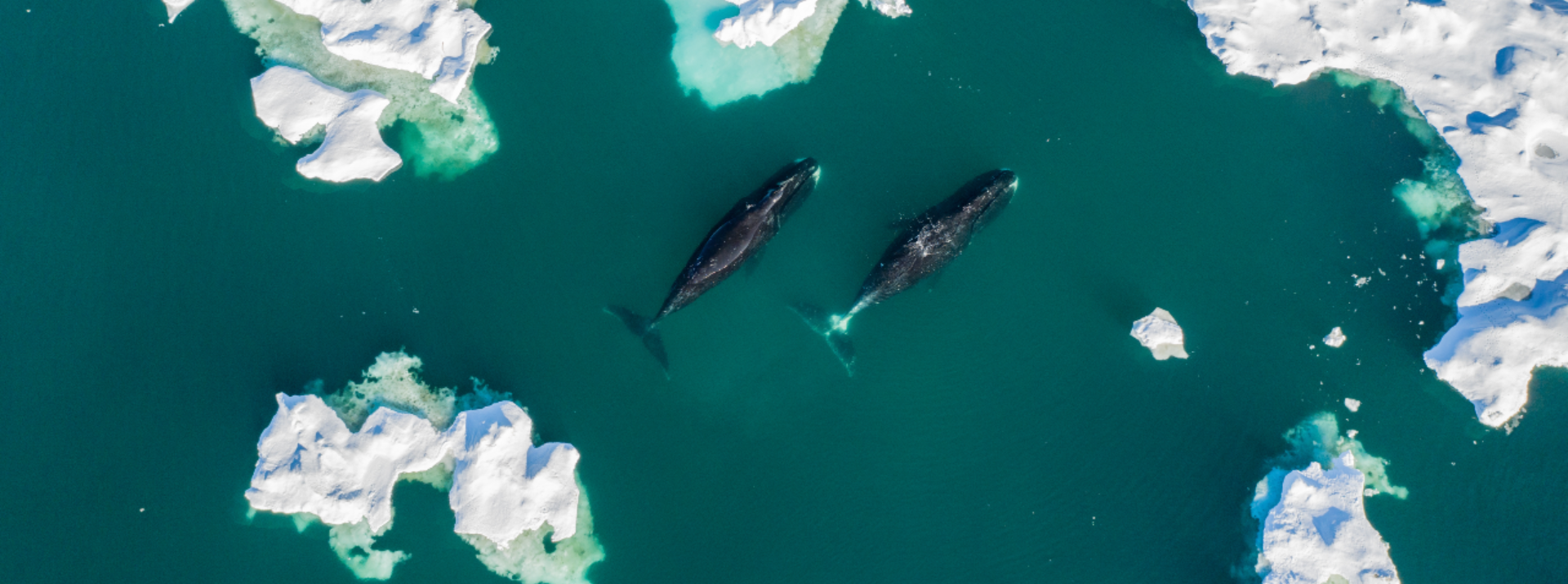Two whales swimming among Arctic sea ice