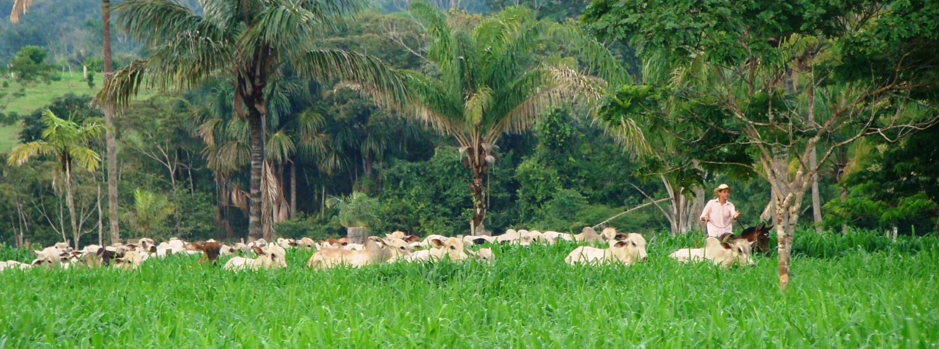 Cattle grazing in a tropical agricultural landscape