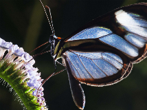 Andes-Amazon Initiative: A new chapter