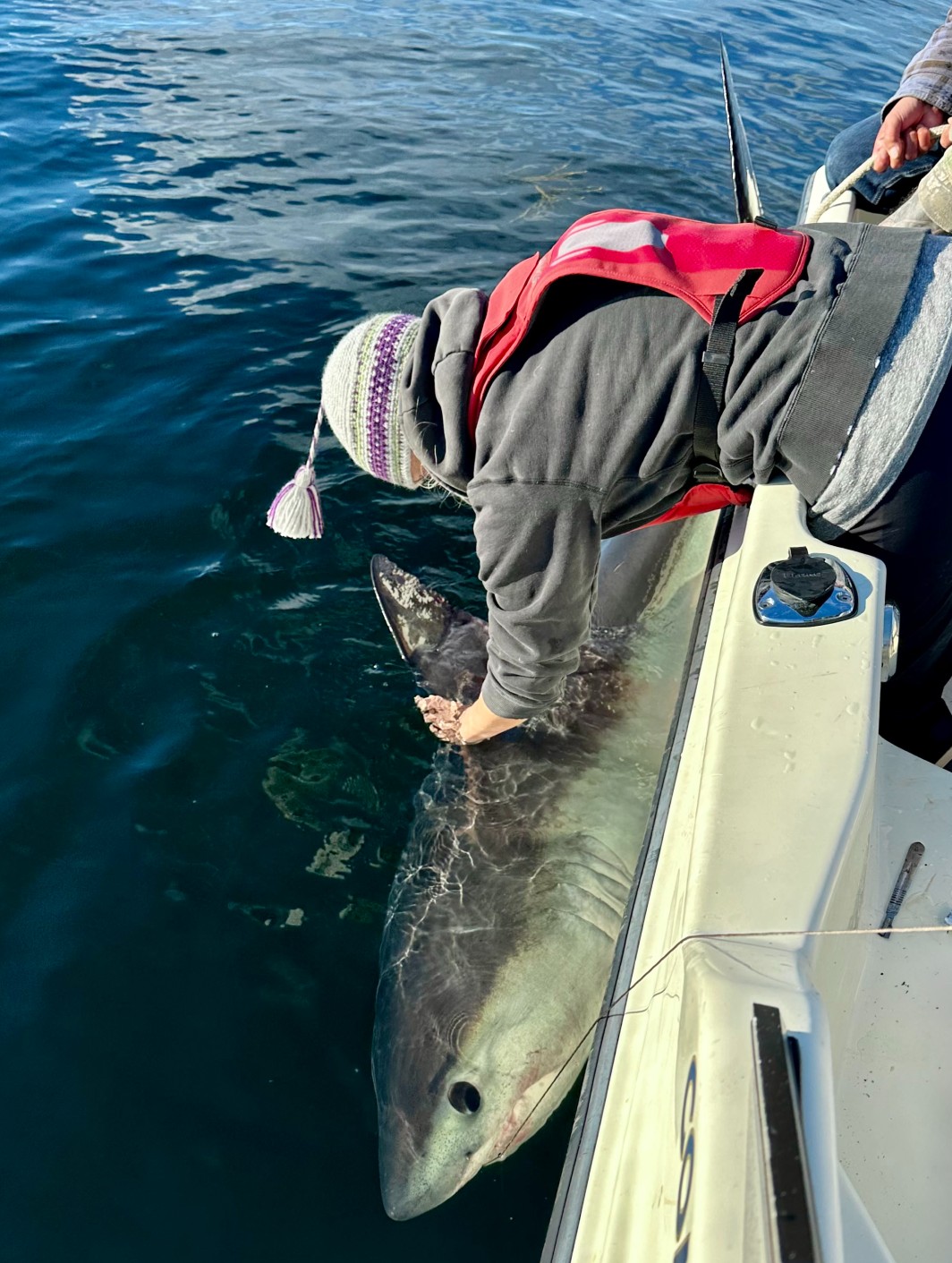 Porbeagle shark tagging near Postville, Nunatsiavut