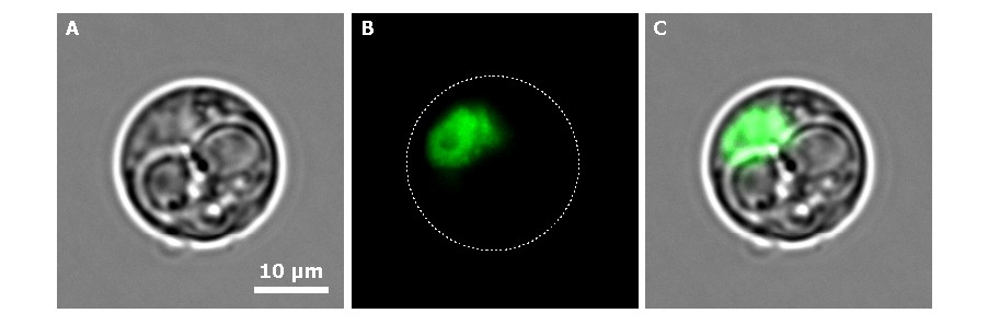 Abeoforma NM story inline images Abeoforma whisleri is a single-celled marine protist important in scientific research to understand the evolutionary origins of animals