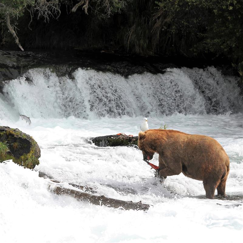 brown bear catching salmon in stream bristol bay brown bear catching salmon in stream, Bristol Bay. Image credit: Michael Webster