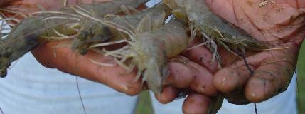 A way to farm shrimp that benefits the environment and the bottom line