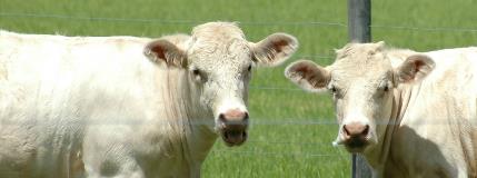 Deforestation-free beef will lessen environmental impacts in South America
