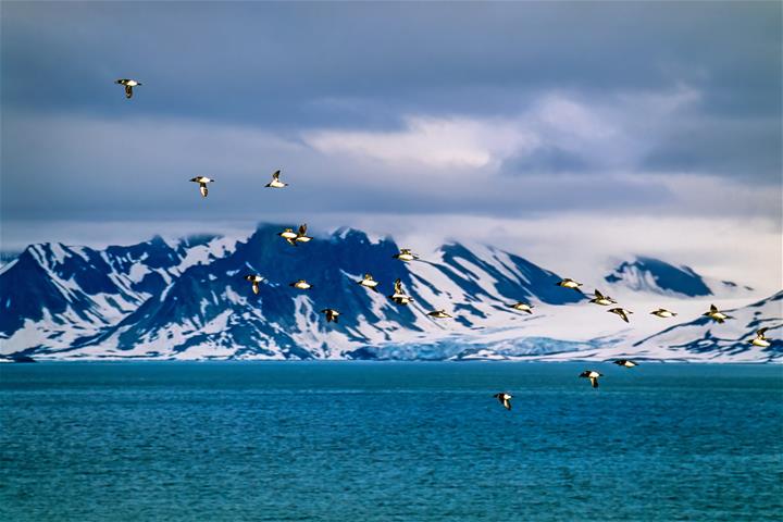 Flock with little auk flying at a rocky coastline_adobe stock Flock with little auk flying at a rocky coastline