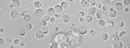 Doubling down on developing genetic tools for marine microbial ecology