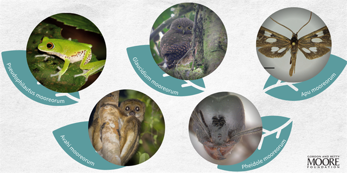 Mooreorum species named after Gordon and Betty Moore Foundation collage