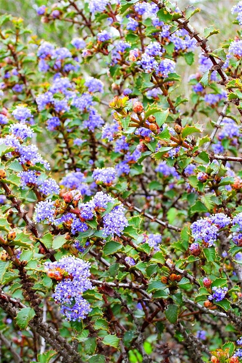 Napa Ceanothus_CREDIT_Mike Palladini_Land Trust of Napa County Napa Ceanothus_CREDIT_Mike Palladini_Land Trust of Napa County