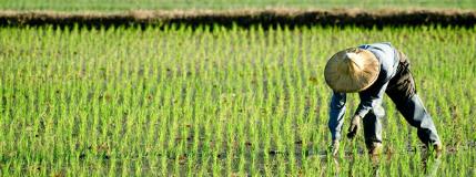 Study provides insight into greenhouse gas emissions from crop production
