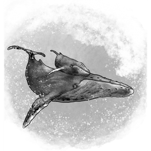 pathways-to-success-whales
