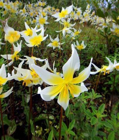 rareflowerimage