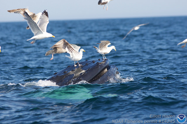 Seagulls landing on mouth of humpback whale._NOAA_ElliottHazen_marinesanctuary Seagulls landing on mouth of humpback whale, Stellwagen Bank NMS, NOAA, couresty of Elliott Hazen