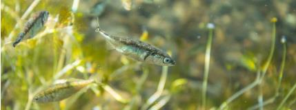 Alaskan fish alter breeding habits due to climate change 