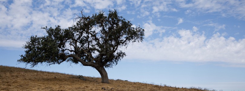 Tilton Ranch property north of Morgan Hill permanently preserved for ...