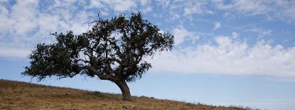 Tilton Ranch property north of Morgan Hill permanently preserved for wildlife habitat and open space
