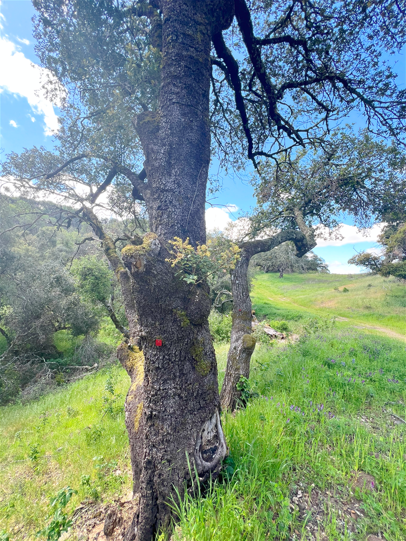 Walt Ranch oak tree originally tagged for removal Walt Ranch oak tree originally tagged for removal