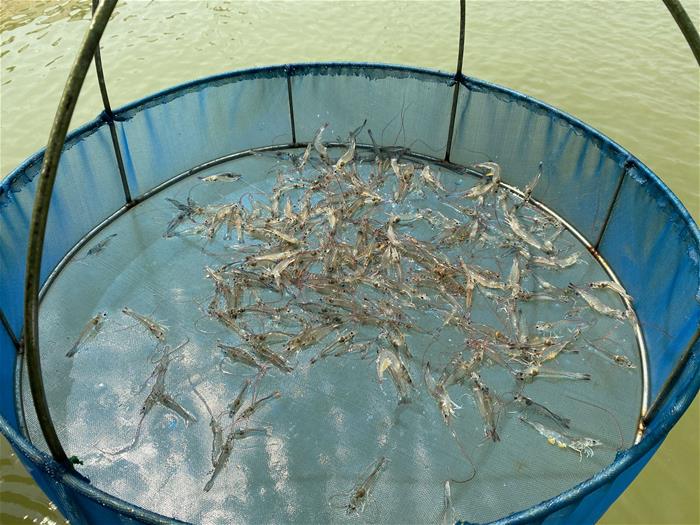Fishing net of shrimp collection in Thailand; credit: World Forest ID