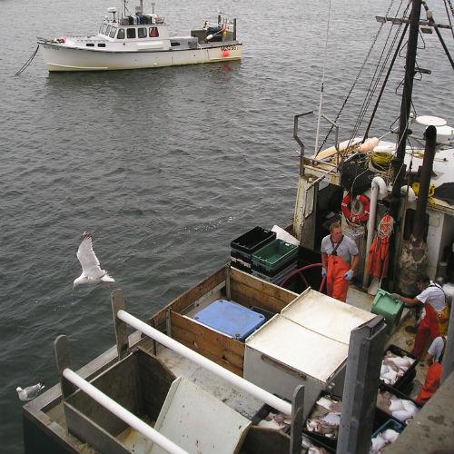 Past Work: Marine Conservation Initiative