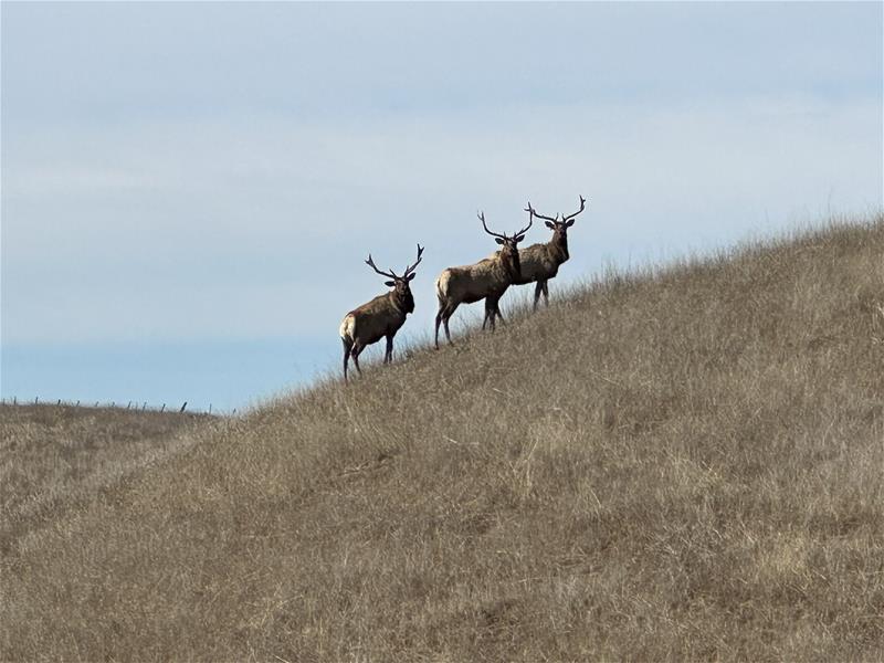 Tule Elk Tule Elk are among the at-risk species that live in the region.