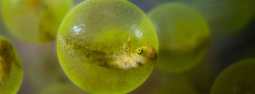 The Moore Foundation invests $140 million to explore aquatic symbioses