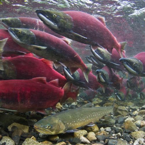 Wild Salmon Ecosystems Initiative