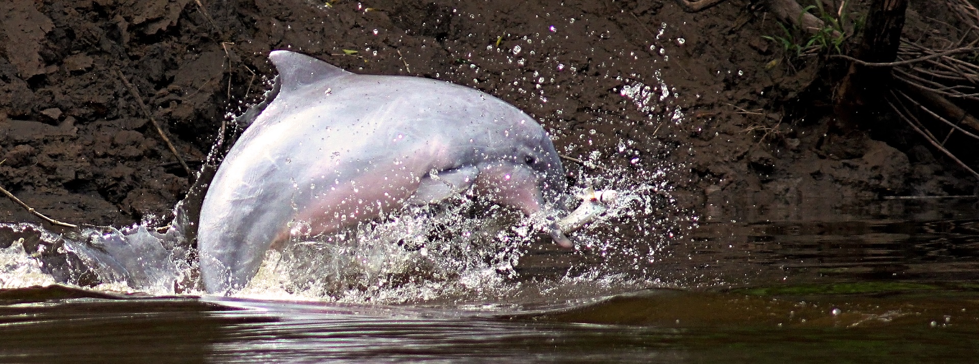 Pink dolphin (Photo: moore.org)