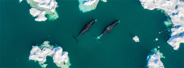 Moore Foundation launches new marine conservation initiative focused on the Arctic Ocean 