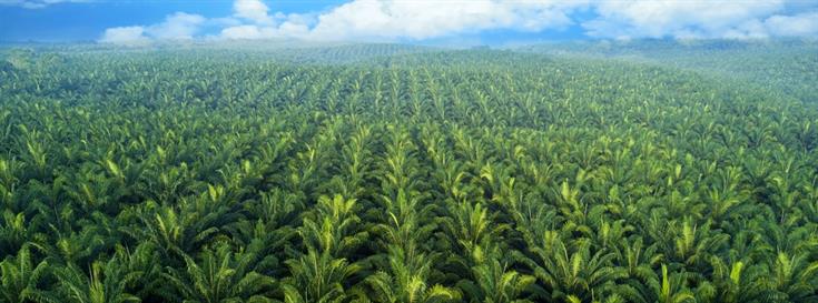 Nature-based solutions could generate hundreds of billions