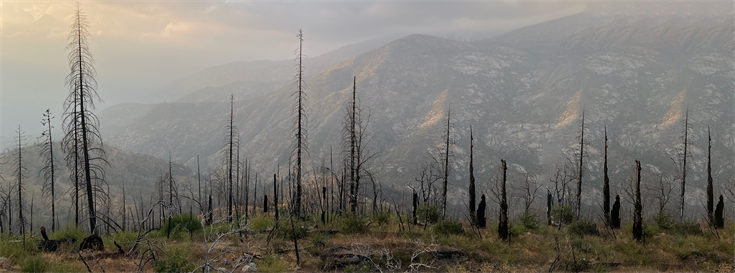 Research of California’s ‘Zombie Forests’ aims to address catastrophic wildfire risk and forest change