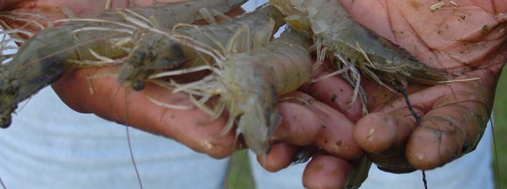 Shrimp farmers worldwide must adopt sustainable practices — or risk falling behind 