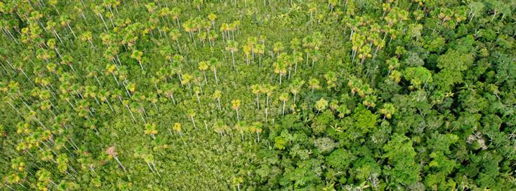 Peru safeguards one of its vast intact forests 