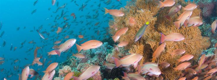 Fish stocks worldwide are missing the mark 