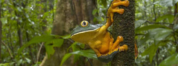 Peace frogs and a salamander that looks like E.T.