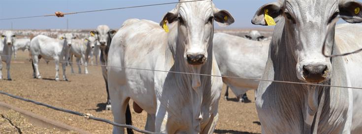 Closing the accountability loop on commodity-driven deforestation