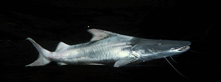 Scientists confirm dorado catfish as distance champion of freshwater migrations