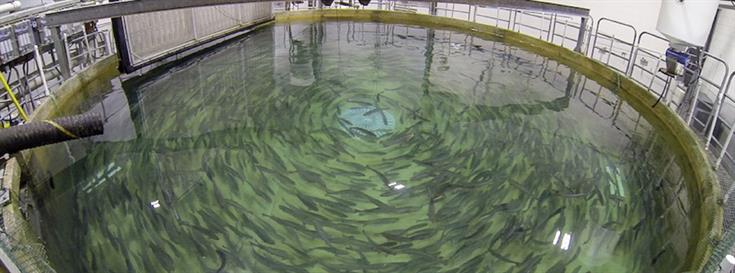 Healthy salmon, healthy oceans, healthy humans