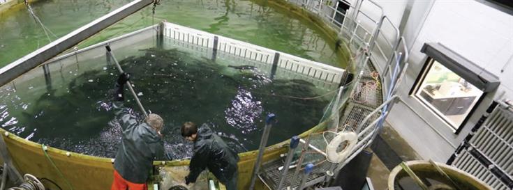 Salmon production in environmentally secure recirculating aquaculture systems