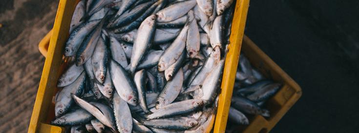 Environmental Defense Fund launches toolkit to help fishermen and managers