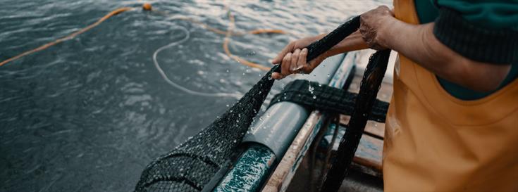 Fishery improvement projects on the rise worldwide 