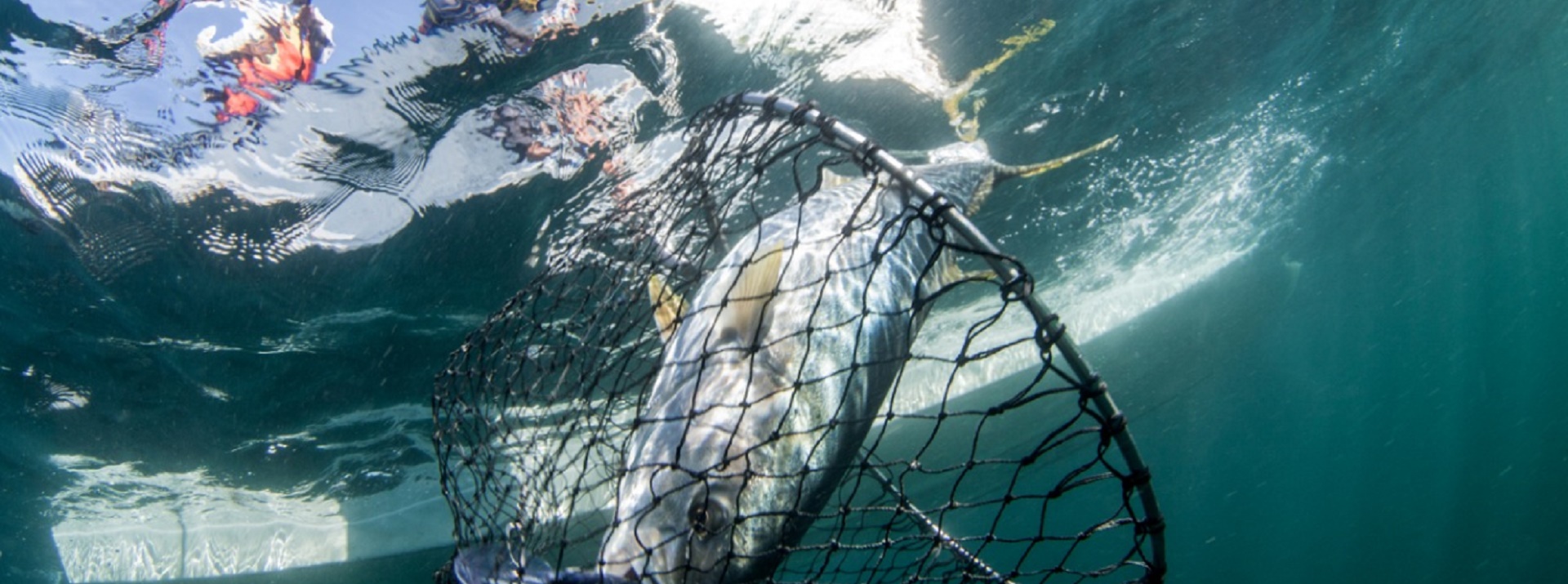 Fish 2.0's call to action for seafood entrepreneurs and investors