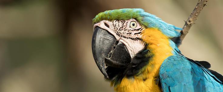 Colombia, Moore Foundation and partners announce agreement to permanently protect vital systems of nation’s protected areas