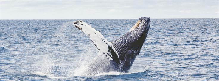 Congratulations to the 2017 Peter Benchley Ocean Award winners!