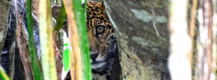Revolutionizing biodiversity monitoring in the Amazon