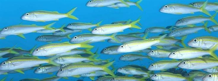 Restoring fisheries: the 50 in 10 project
