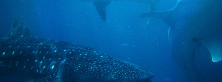 CI launches unprecedented marine conservation initiatives