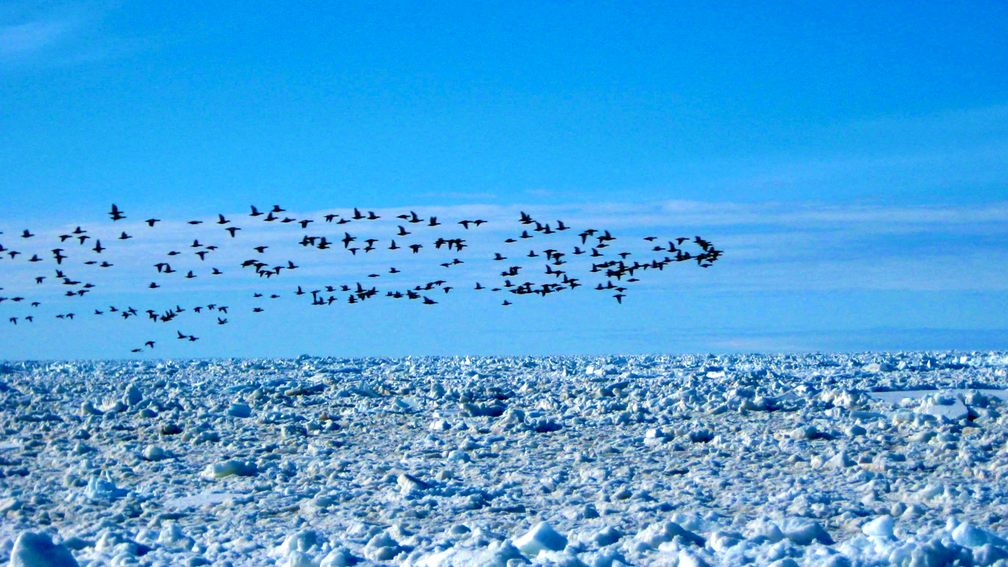 A large flock of birds flying over icy land in the Arctic.