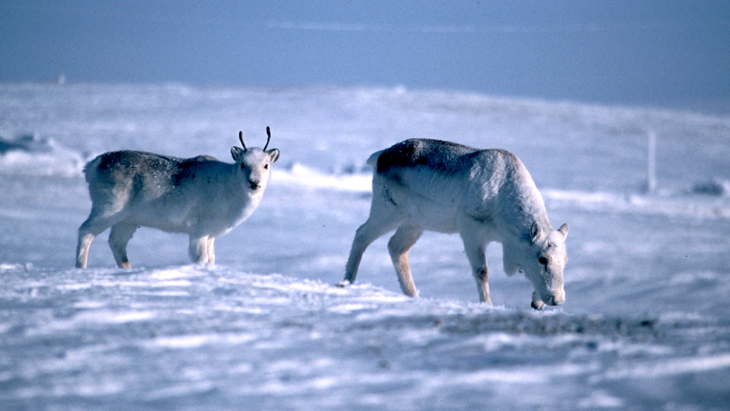 Peary caribou in Sachs Harbor, in the Northwest Territories of Canada. Photo credit: Louie Porta