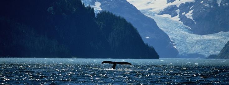 Marine planning brought to life in newly unveiled video