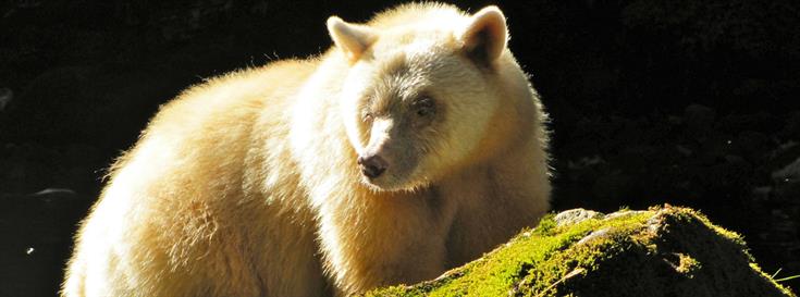 Final agreement will permanently safeguard 85 percent of Great Bear Rainforest