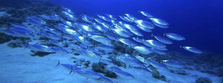 Tuna 2020 Traceability Declaration: Stopping illegal tuna from coming to market
